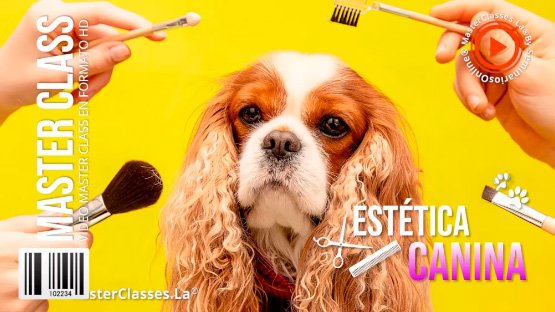 estetica-canina