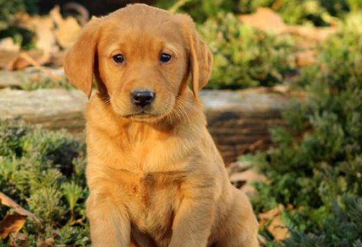 mascooriente_labrador-retriever-cachorro