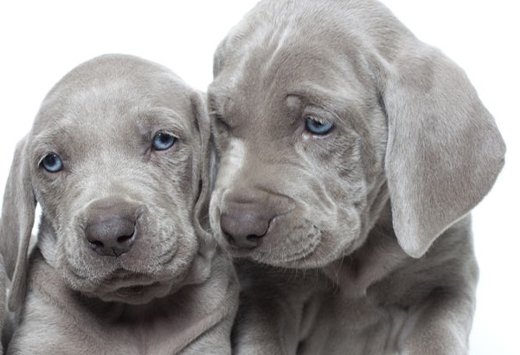 mascooriente_weimaraner-cachorro