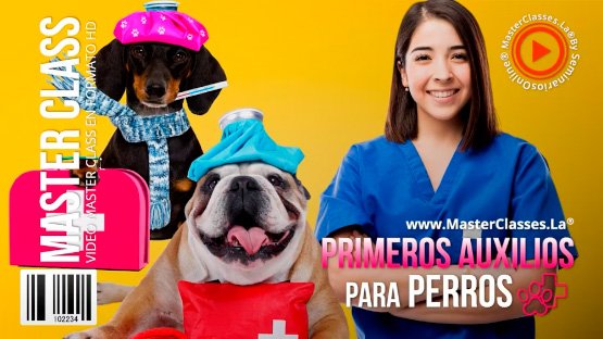 primeros-auxilios_para-perros
