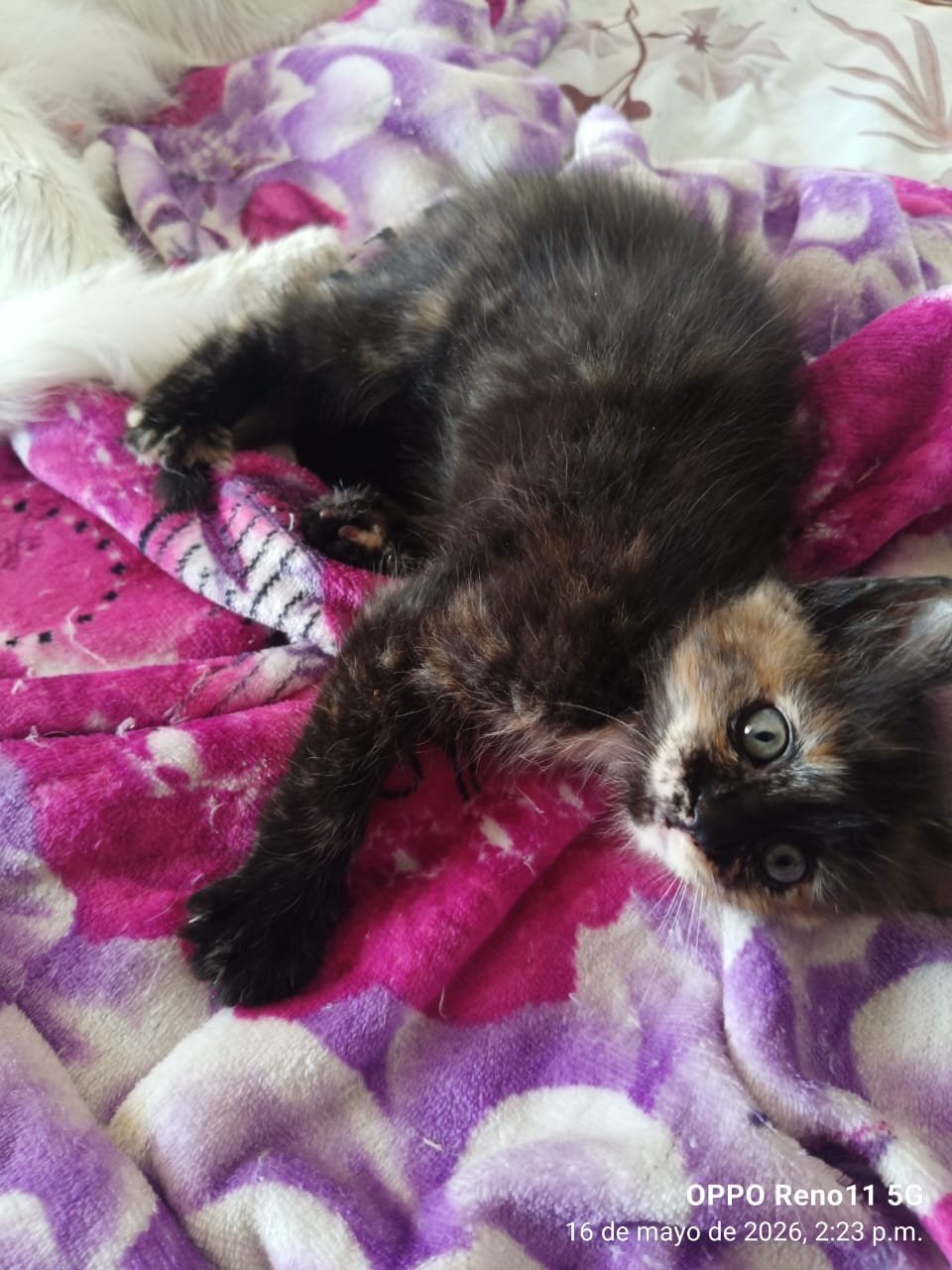 Angora Turco - Image 2