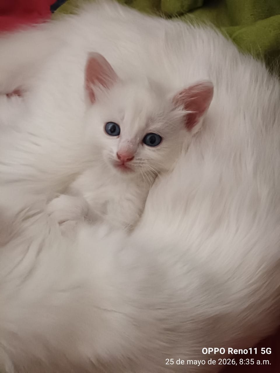 Angora Turco