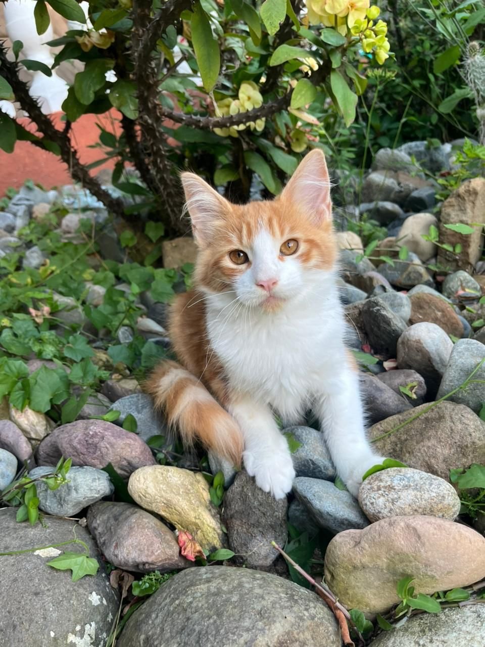 Angora Turco - Image 7