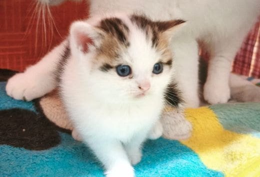 Scottish Fold - Image 2