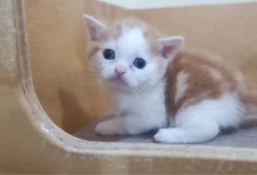 Scottish Fold - Image 3