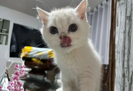 Scottish Fold - Image 4