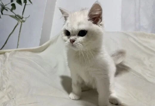 Scottish Fold - Image 5