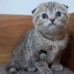 Scottish Fold