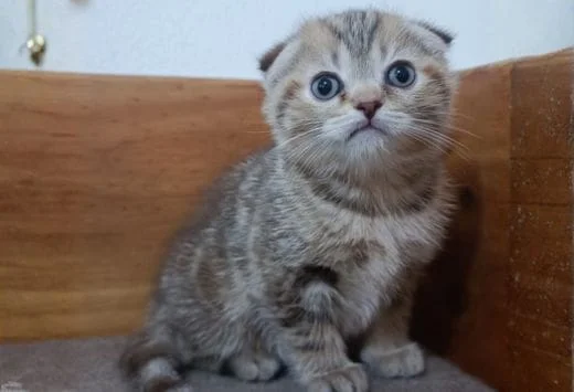 Scottish Fold