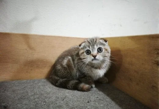 Scottish Fold - Image 6